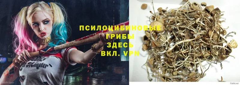 Псилоцибиновые грибы Psilocybe  Ялта 